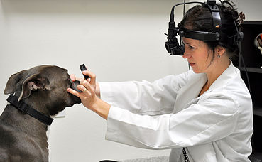 Animal Vision Services in Studio City, CA | Animal Vision Care & Surgical  Center