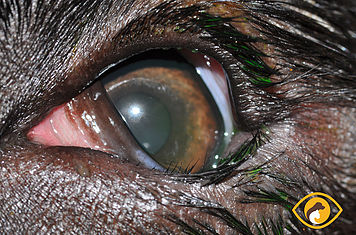 how much does dog eye surgery cost