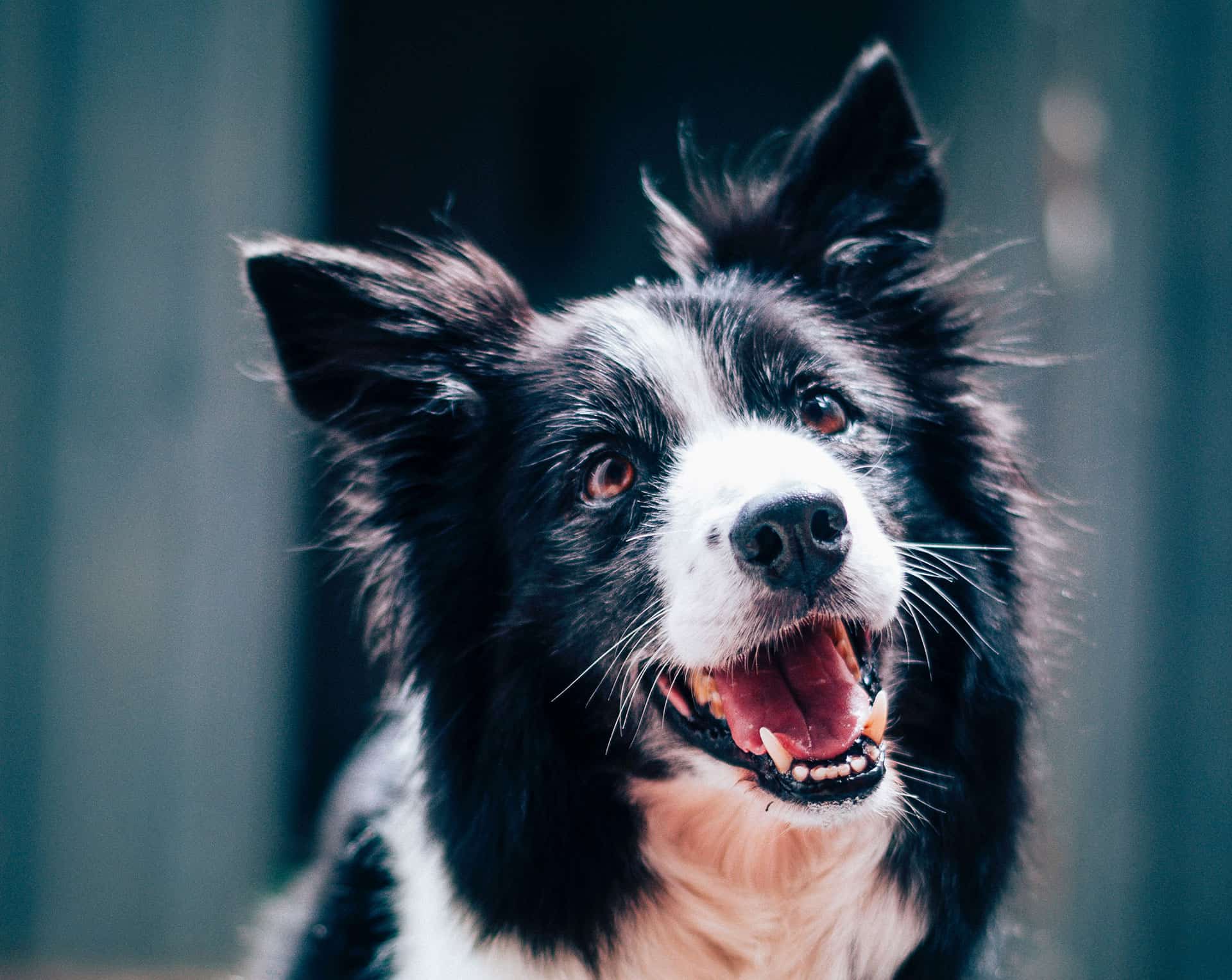 Referring Doctors Animal Vision Care & Surgical Center